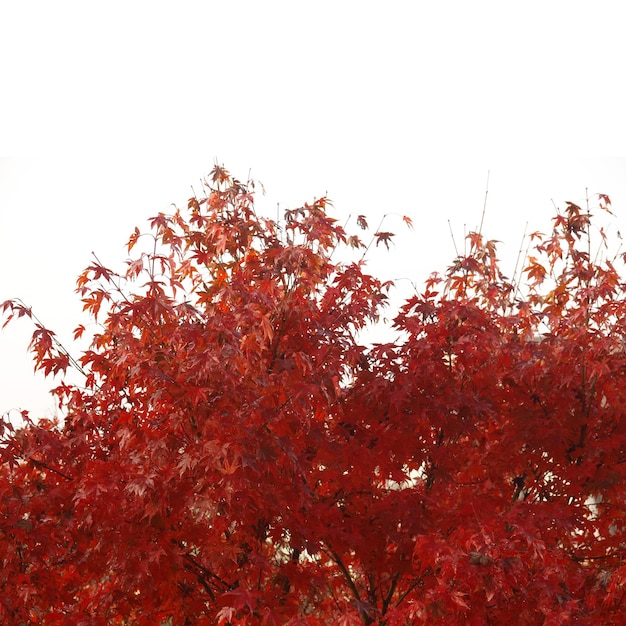 Foto fondo de follaje rojo