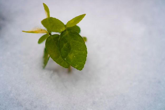 Fondo de follaje verde con copos de nieve de invierno que se elevan a través de él