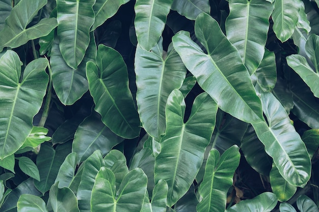 Foto fondo de folleto de hoja verde