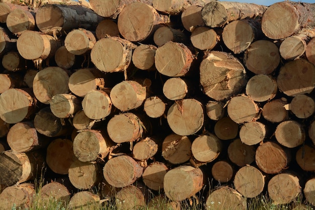 fondo fotográfico, madera aserrada, textura de madera natural.