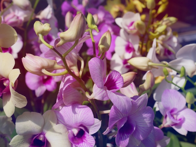 Fondo de fotograma completo de flores de orquídea púrpura