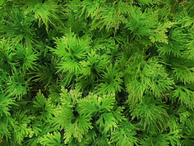 Fondo de fotograma completo de helecho verde con hojas diminutas