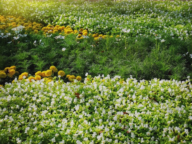 Fondo de fotograma completo de Marigold y campo de flores blancas