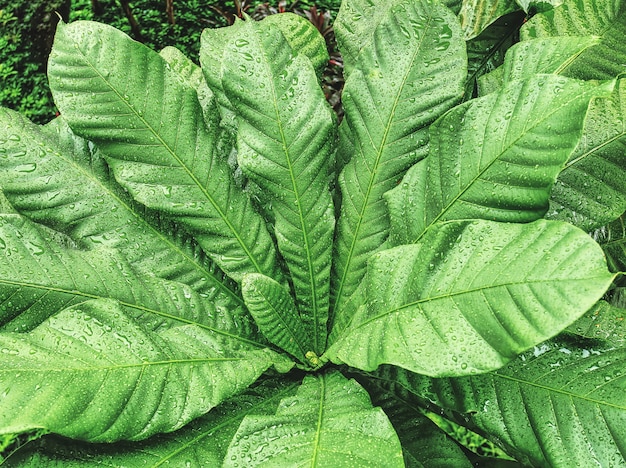 Fondo de fotograma completo de la planta verde con gotas de lluvia