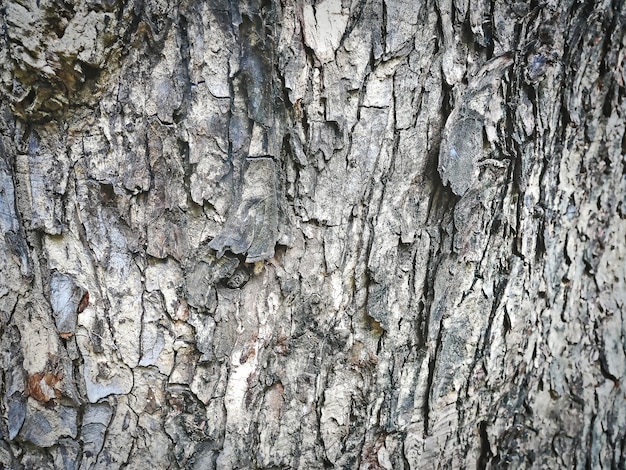 Fondo de fotograma completo de textura de corteza de árbol