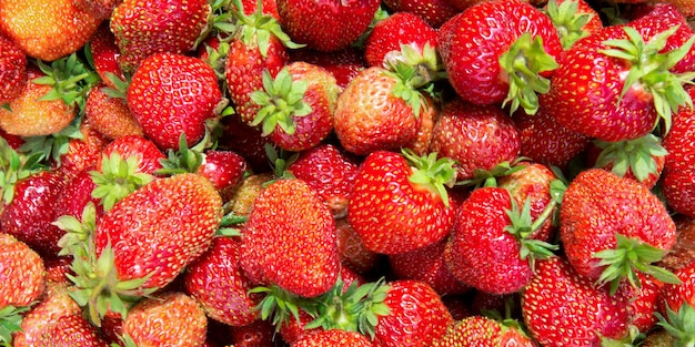 Fondo de fresa de fresas recién cosechadas Fondo de fruta