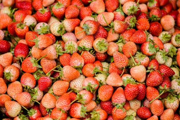 Fondo de fresas frescas cosechadas