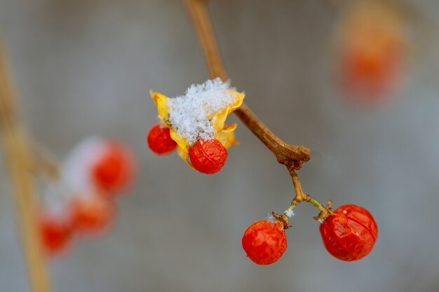 Fondo con fresas de montaña de bayas rojas brillantes bajo la nieve