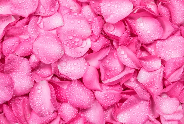 el fondo fresco de pétalos de rosa rosa con gota de lluvia de agua