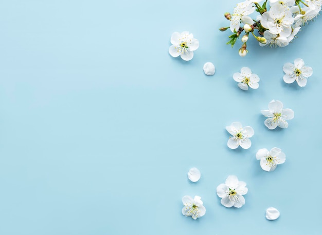 El fondo de la frontera de primavera con hermosas ramas de flores blancas