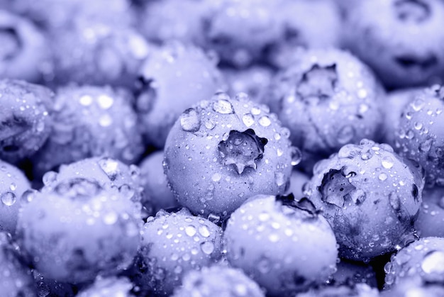 Fondo de fruta de arándano, bayas púrpuras cubiertas con gotas de agua