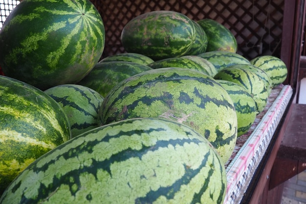 Fondo de fruta de sandías con rayas verdes grandes en el mostrador en el mercado citr de sandía común