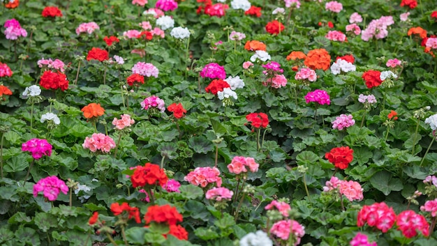 Fondo de geranios bloomimg rosa y rojo