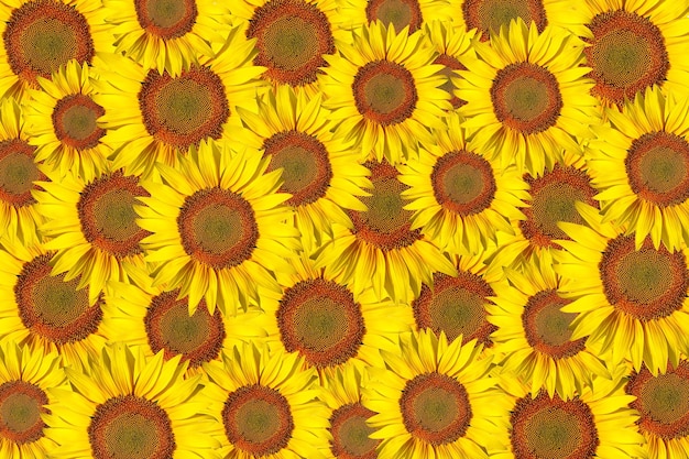 Fondo de girasol