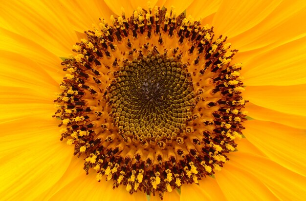 Foto fondo de girasol