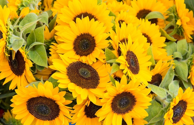 Fondo de girasol