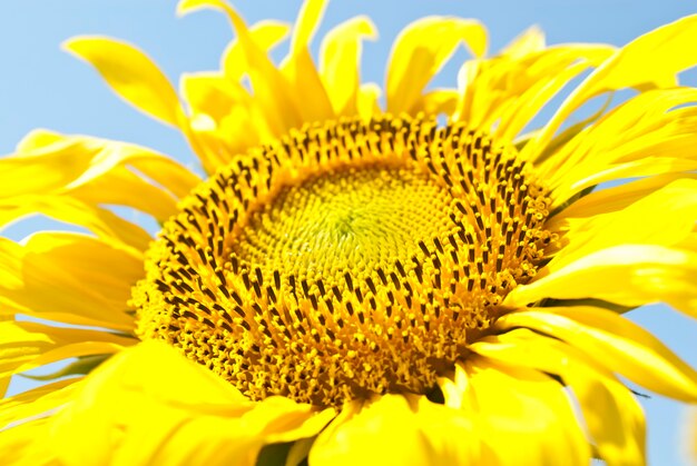 fondo con girasoles sobre cielo azul