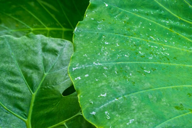 Fondo de gota de agua en hoja de loto