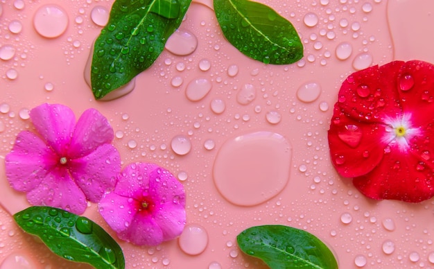 Fondo con gotas de agua y flores Enfoque selectivo