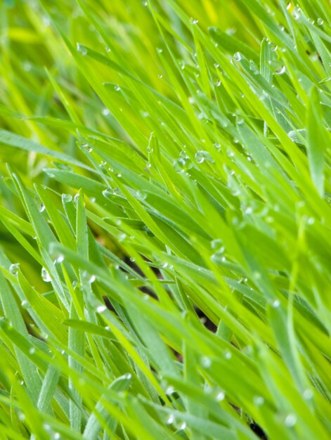 Foto fondo de las gotas de rocío en hierba verde clara en el jardín.