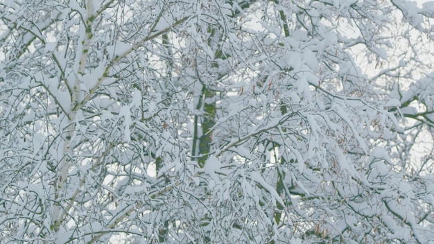Fondo de un gran número de ramas y hojas de árboles de nieve cubiertas de nieve