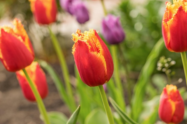 Fondo de un gran número de tulipanes florecientes brillantes