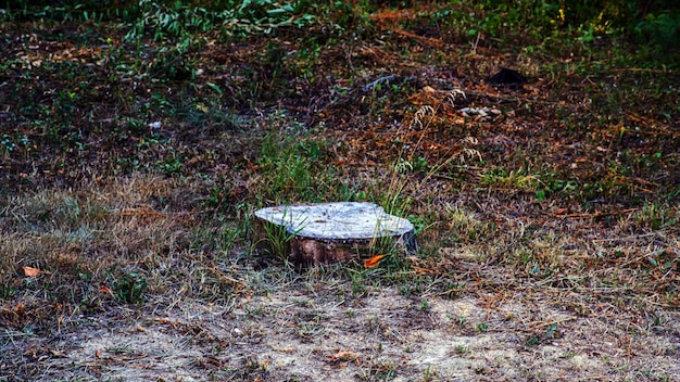 Fondo con gran pila de leña en el bosque de verano de troncos descortezados de pino grande y abeto aserrados para la industria forestal