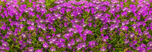 Fondo grande floreciente de las flores púrpuras