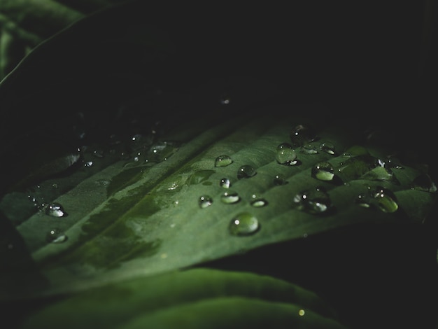 Fondo de grandes hojas tropicales con gotas de rocío matinal