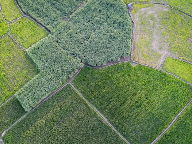 Fondo de granja agrícola de naturaleza de campo de vista aérea, campo de maíz de vista superior y campo de arroz