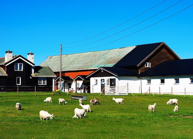 Fondo de granja de ovejas de noruega hd