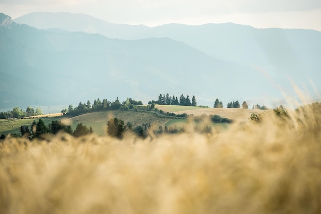 Fondo de grano borroso del campo. Grano de naranja de verano. Campo de cereales con montañas de fondo.