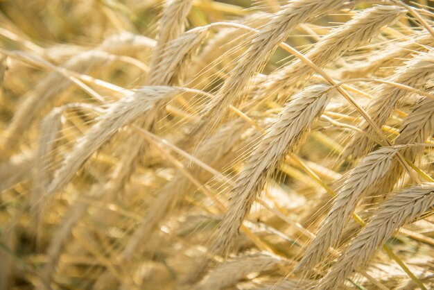 Fondo de grano borroso. Grano de naranja de verano.