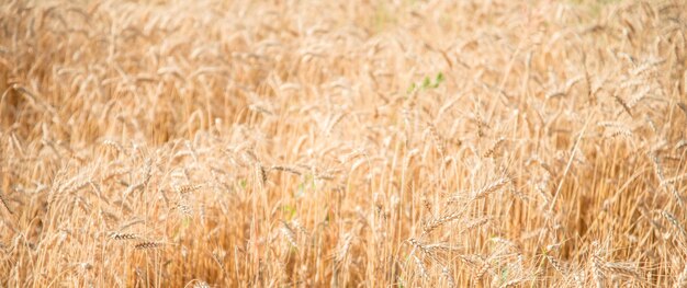 Fondo de grano borroso. Grano de naranja de verano.