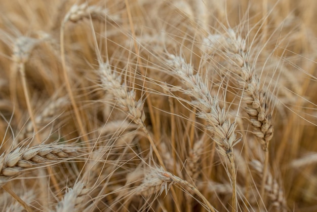 Fondo de grano borroso. Grano de naranja de verano