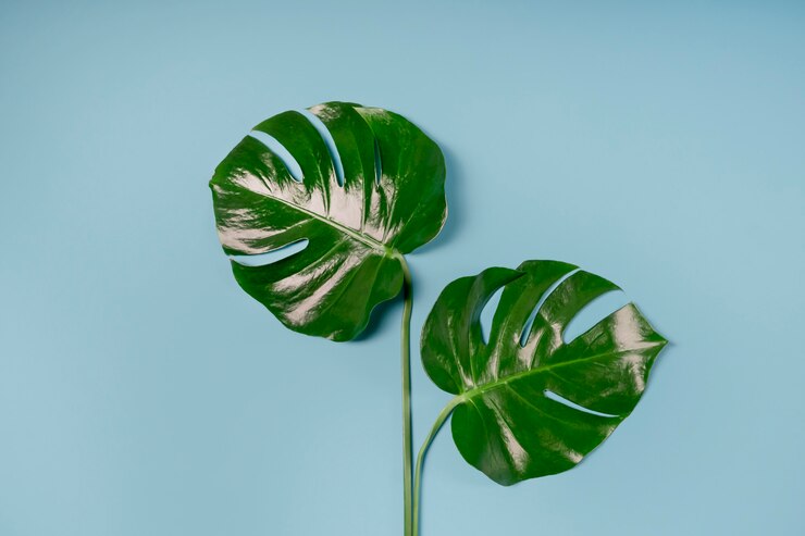Foto fondo gris minimalista con hojas de monstera tropical