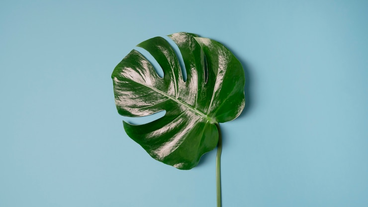 Foto fondo gris minimalista con licencia de monstera tropical