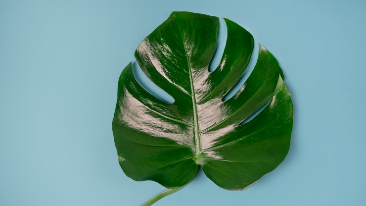 Foto fondo gris minimalista con licencia de monstera tropical