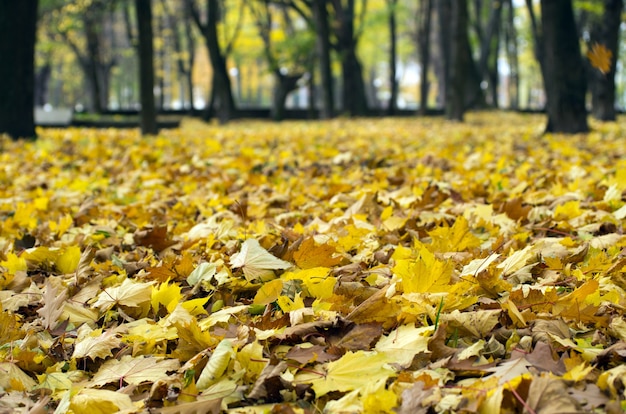 Fondo grupo otoño hojas de naranja