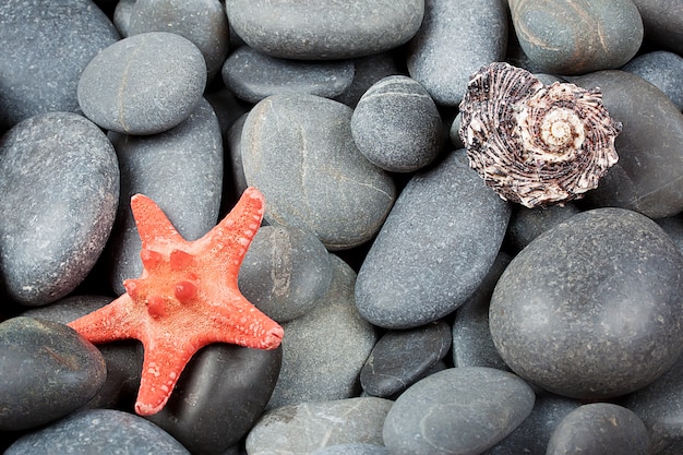 Fondo de guijarros con estrella de mar