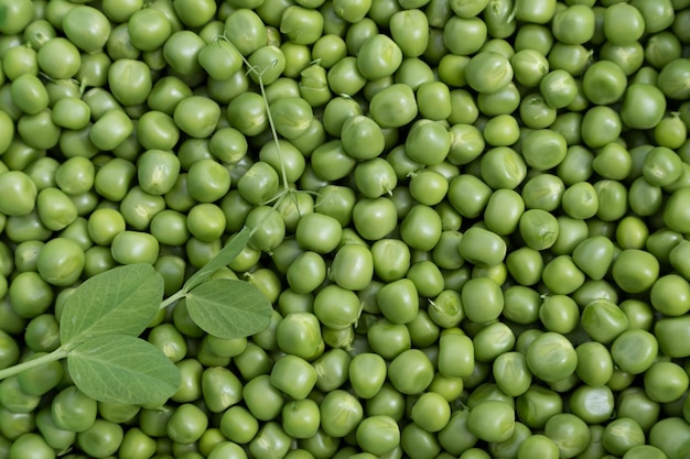 Fondo con guisantes verdes pelados en una capa uniforme Vista desde arriba