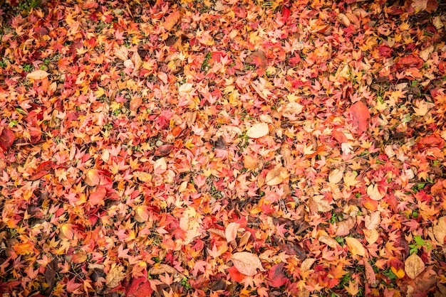 Fondo hecho de hojas de otoño caídas