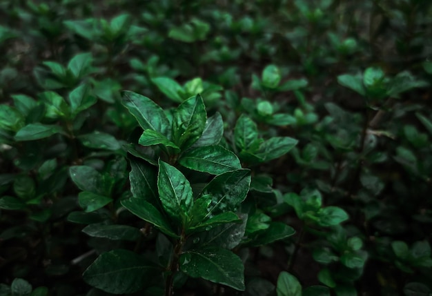 Fondo de helecho de tono oscuro tropical