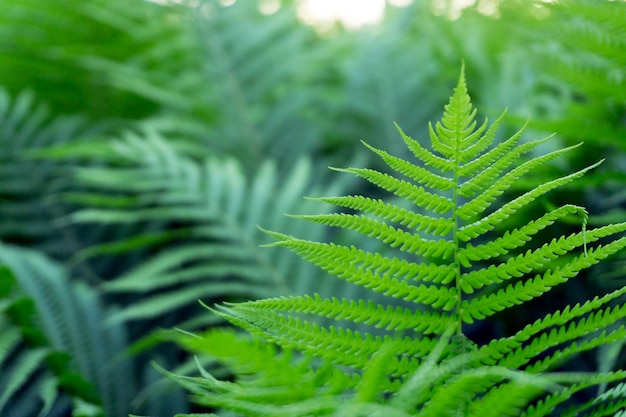 Fondo de helecho verde, textura de hojas verdes frescas