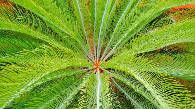 Foto el fondo de la hermosa sago cycad o cycas revoluta las hojas de thunb están creciendo en el jardín botánico