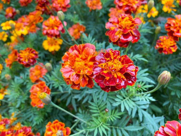 Fondo de hermosas flores de caléndulas erecta Tagetes erecta