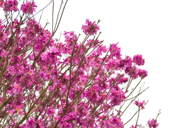 Fondo de hermosas flores de cerezo.