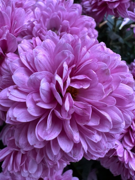 Fondo de hermosas flores de crisantemo rosa