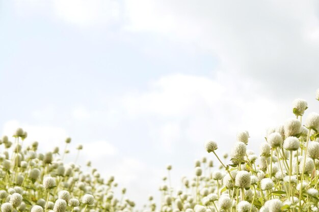 Fondo de hermosas flores de primavera Tema de la temporada