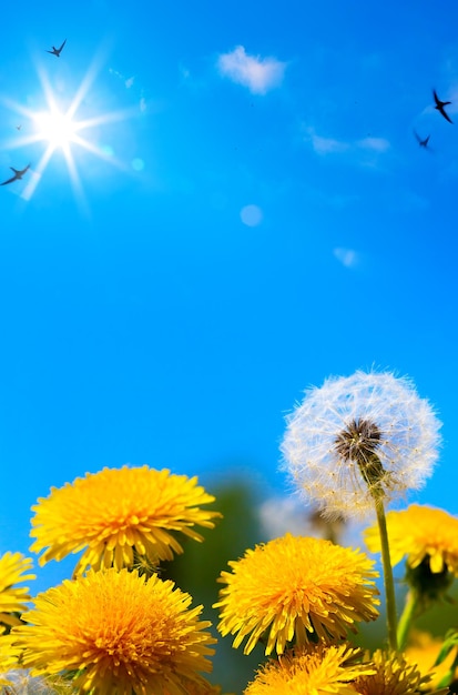 El fondo de las hermosas flores de primavera